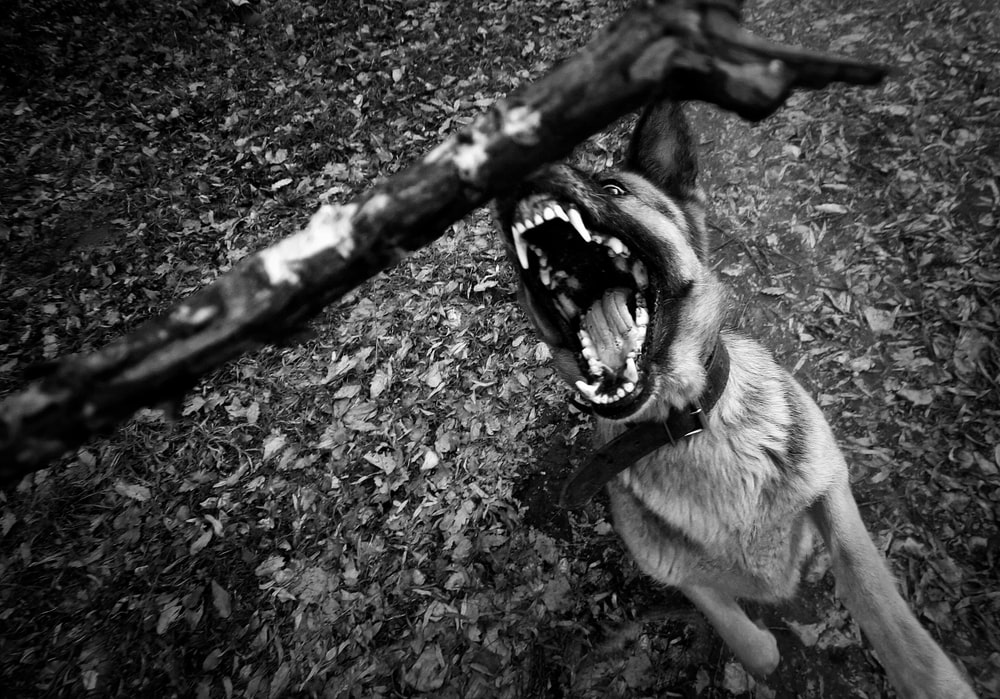 Who Can Be Held Liable For A Fatal Dog Attack