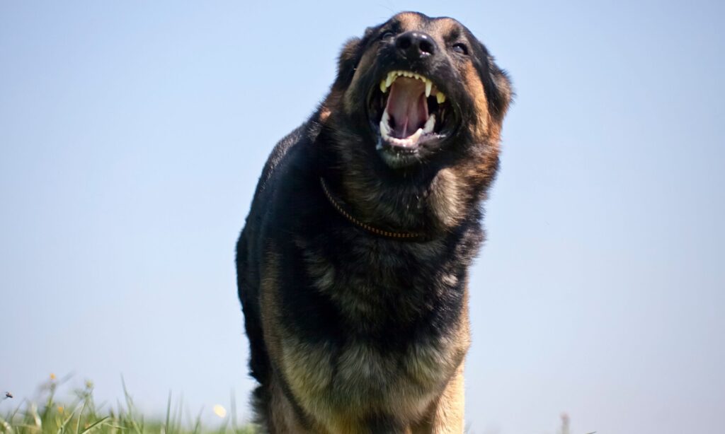 Las Vegas Dog Bite Accident Attorneys